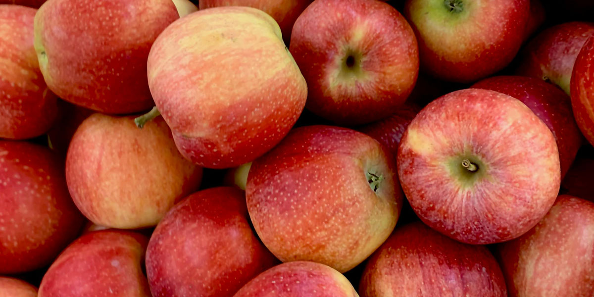 Mele, positive le performance per le varietà club e per il bio